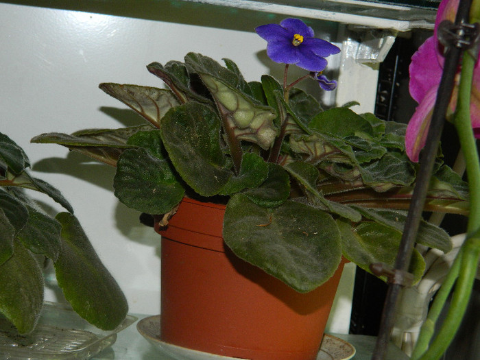 DSCN5142
