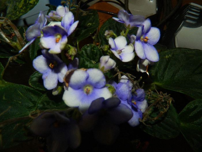DSCN5155