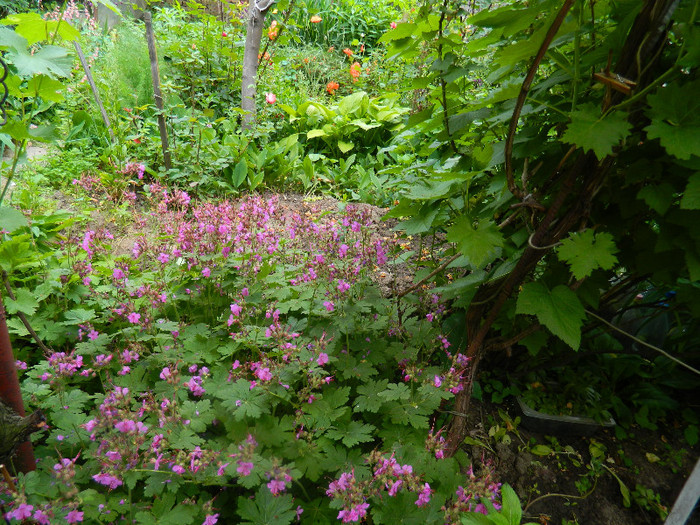 DSCN5181 - MAI 2012
