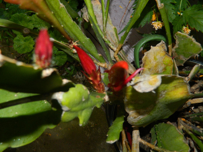 DSCN5216 - MAI 2012