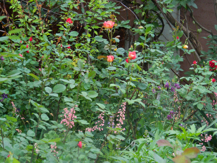 DSCN5229 - MAI 2012