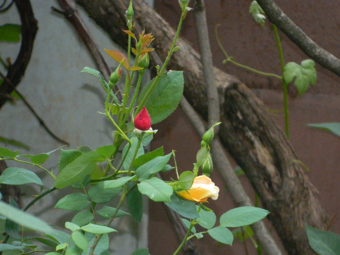 DSCN5231