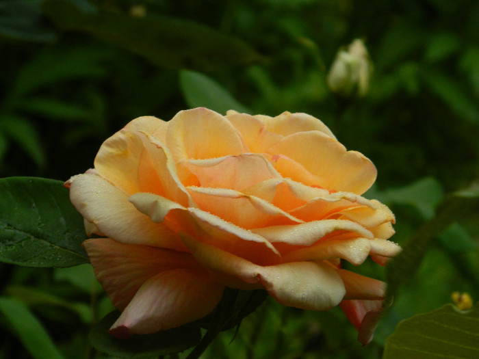 DSCN5234 - MAI 2012
