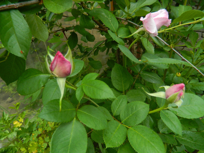 DSCN5237 - MAI 2012