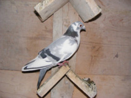 F 2009 vinduta mai 2012 - PORUMBEI VINDUTI