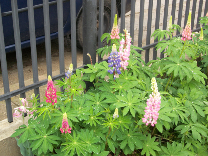 100_9531 - lupini 2012