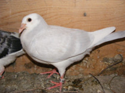 pui 2012 vindut mai 2012