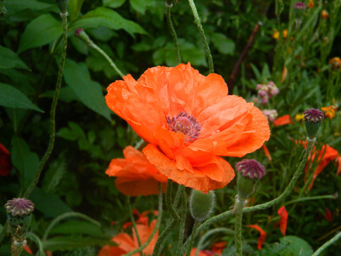 DSCN5245