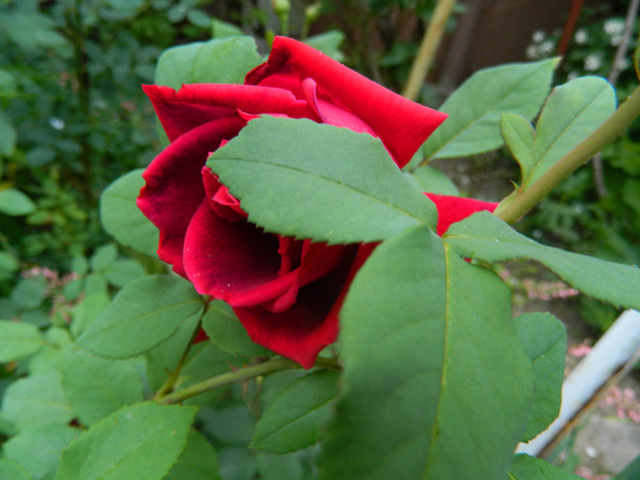 DSCN5248