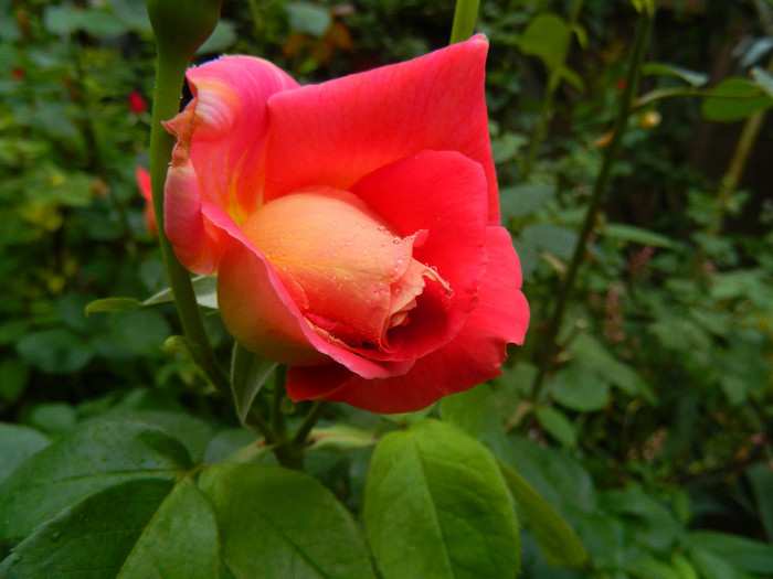 DSCN5253