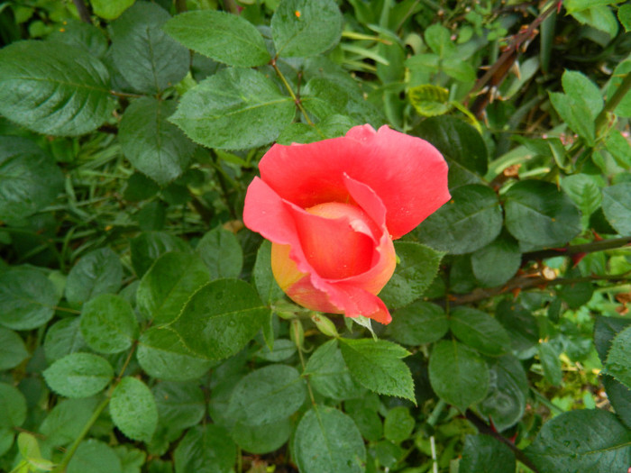 DSCN5254