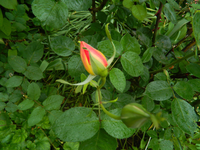 DSCN5255