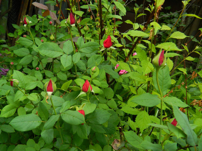 DSCN5258