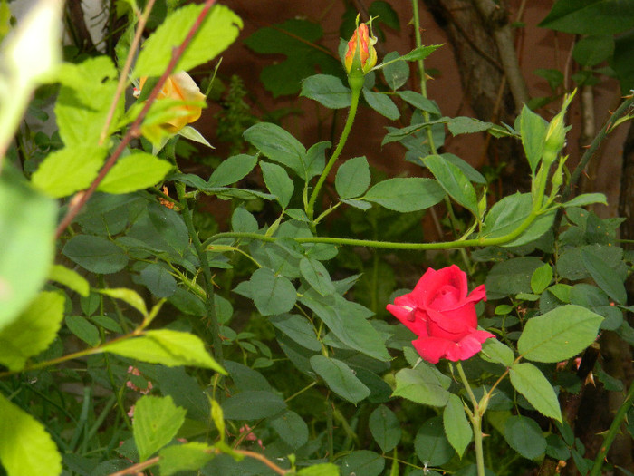 DSCN5263