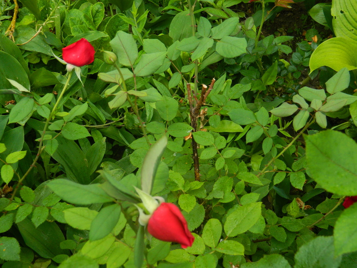 DSCN5264
