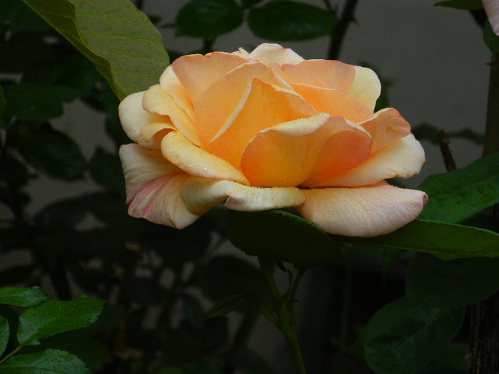 DSCN5268