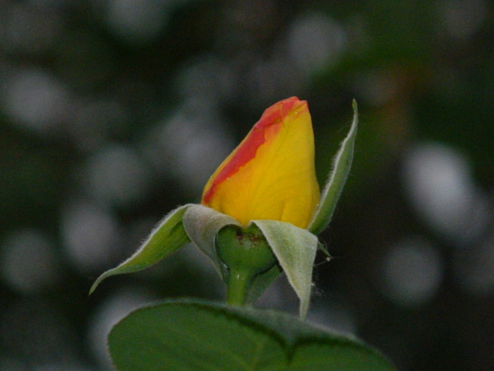 DSCN5270