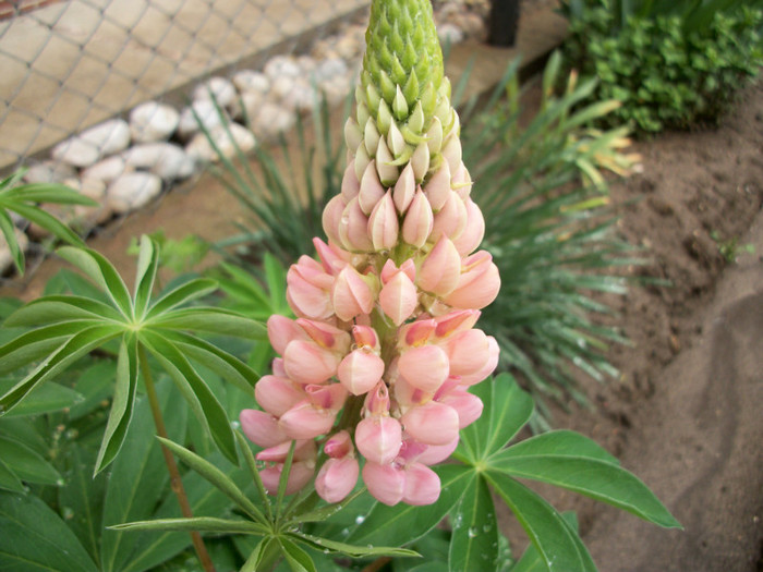 100_9535 - lupini 2012