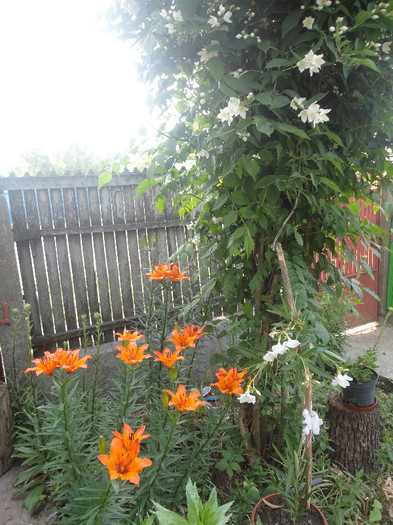 DSC04721 - Gradina  2012