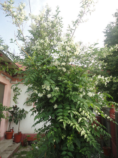 DSC04727 - Gradina  2012