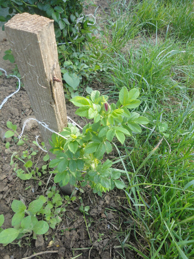 DSC04743 - Gradina  2012