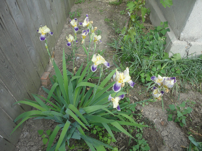 DSC04737 - Gradina  2012