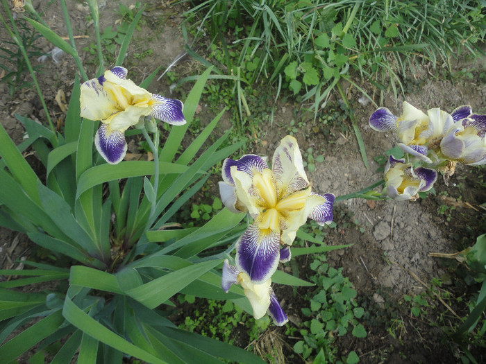 DSC04738 - Gradina  2012