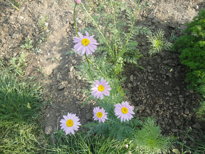 Margarete colorate - Gradina  2012