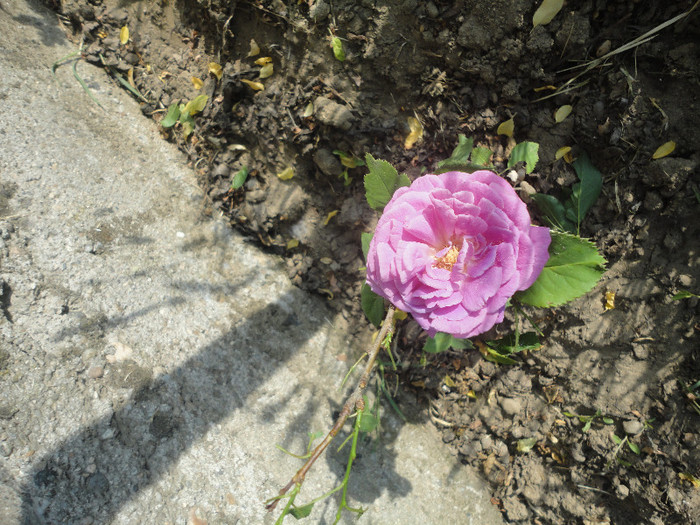 Butas anul-I(ma puteti ajuta cu denumirea??; Este foarte parfumat si este un roz intens..nu i-am numarat petalele.
