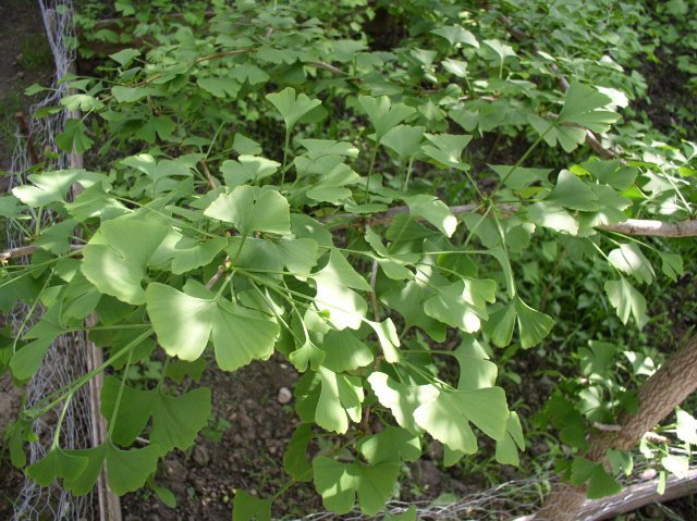 g1 - Ginkgo - mai 2012