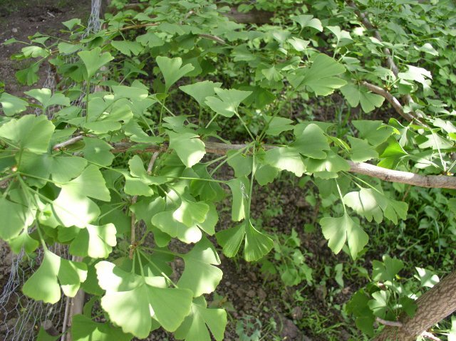 g2 - Ginkgo - mai 2012