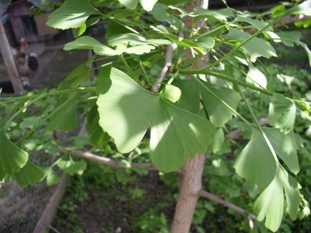 g3 - Ginkgo - mai 2012