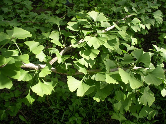 g4 - Ginkgo - mai 2012