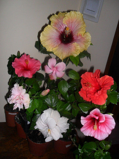 Hibiscus in grup - Hibiscus 2012-1