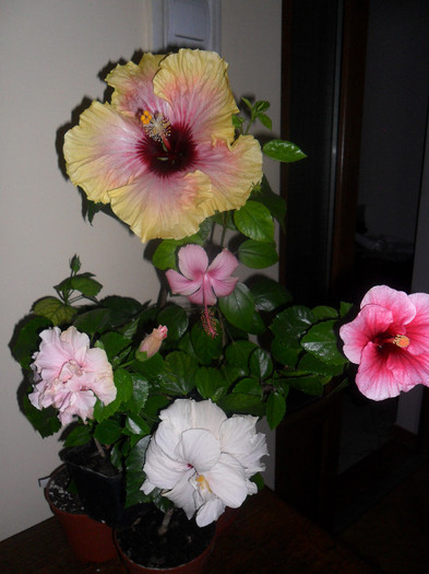 Hibiscus in grup - Hibiscus 2012-1