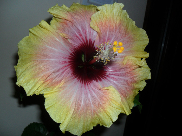 Hibiscus  Tahitian Quinn - Hibiscus 2012-1