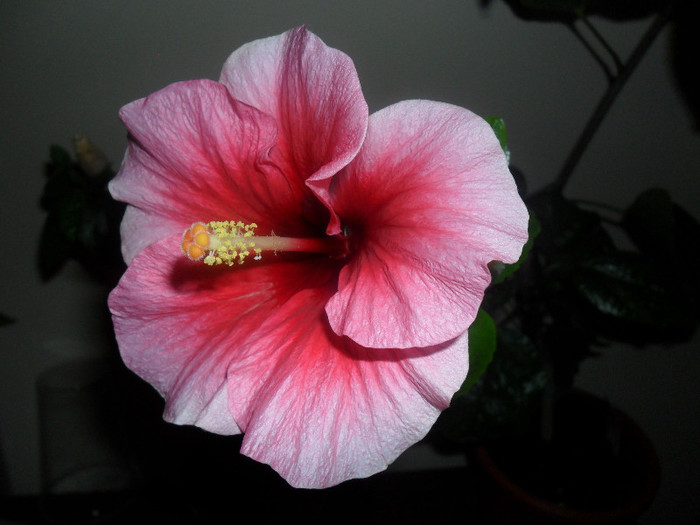 Hibiscus Yoder Camelia - Hibiscus 2012-1