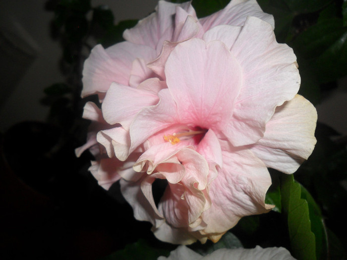 Hibiscus Clasic Pink - Hibiscus 2012-1
