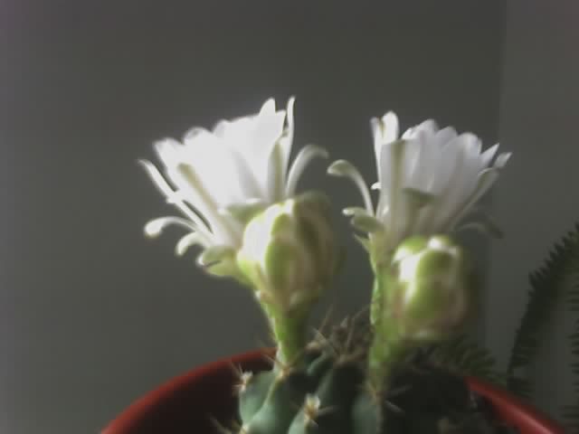 Gymnocalycium - cactusi - 2012