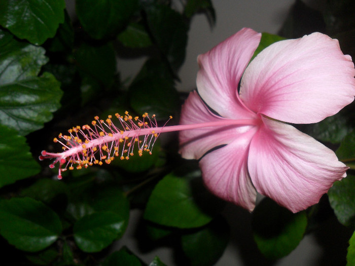 Hibiscus Dainty Pink - Hibiscus 2012-1