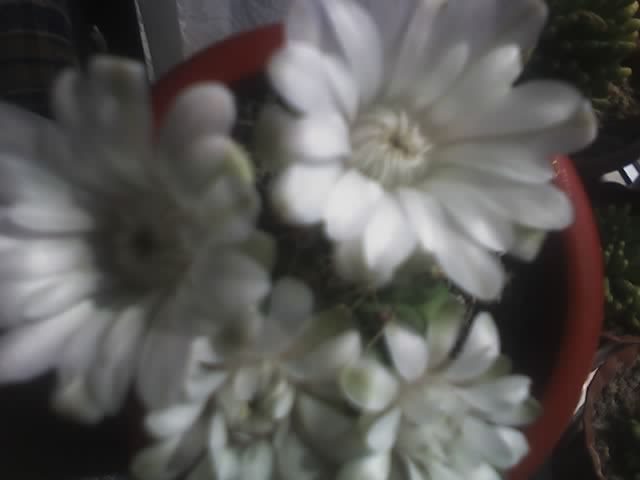 Gymnocalycium - Multumesc Lizica