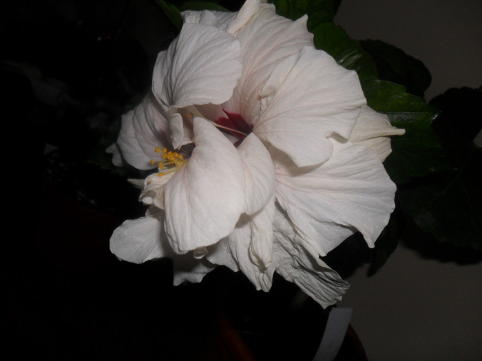 Hibiscus Clasic White - Hibiscus 2012-1