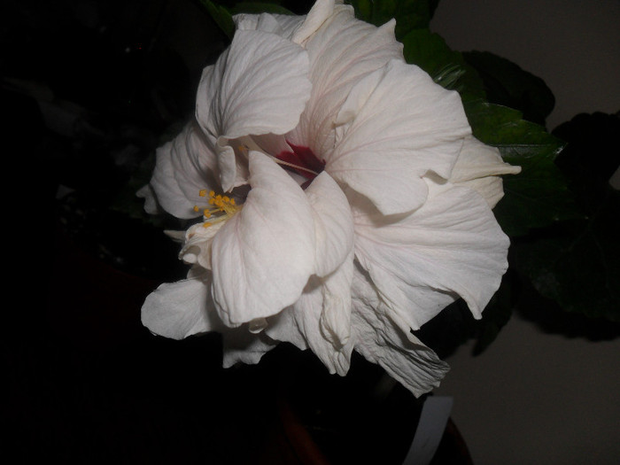 Hibiscus Clasic White