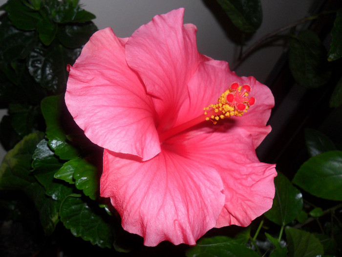 Hibiscus Sunni Cities Cancun