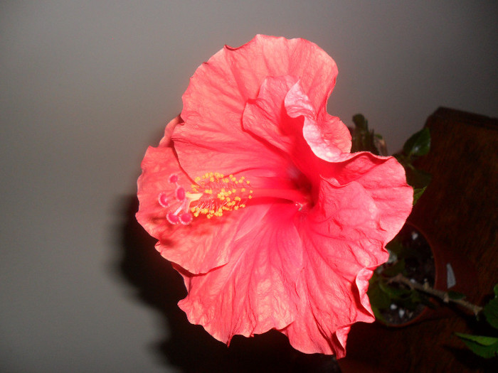 Hibiscus Sunni Cities Bordeaux