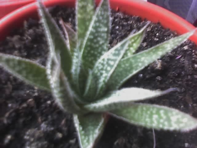 Multumesc domnului Nevezi! - Haworthia aristata - cactusi - 2012
