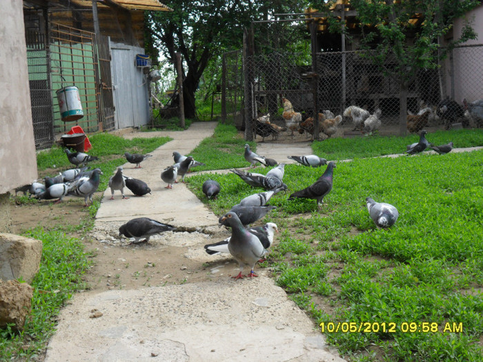 SAM_1964; Crescator: Voinea Alexandru
