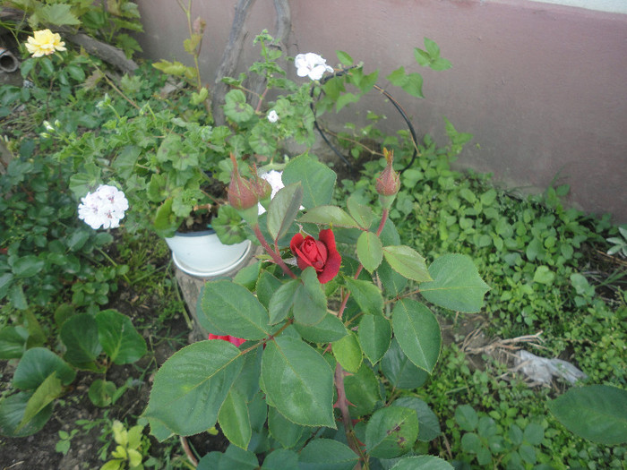DSC04718