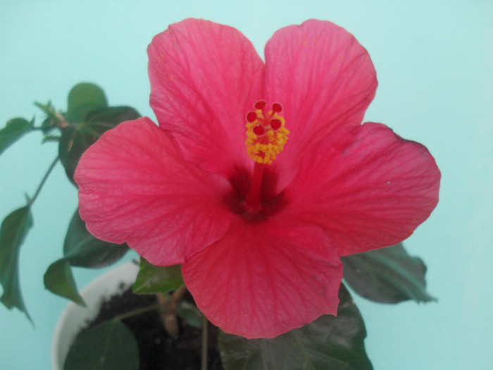 Hibiscus Cairo Rosa