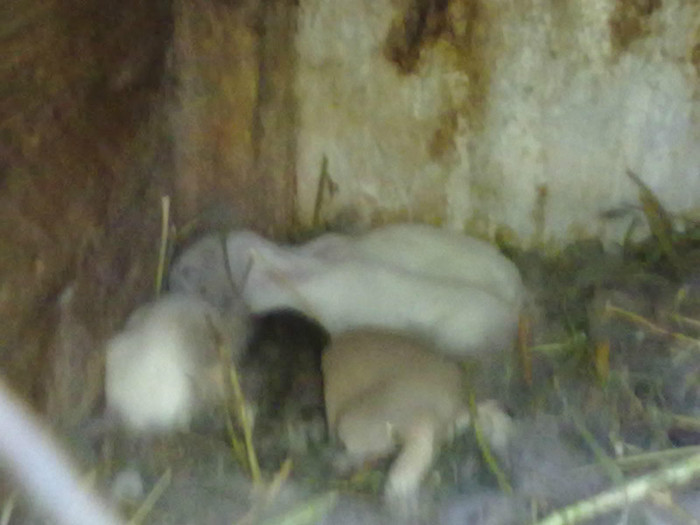 pui ug ce a iesit din asa parinti; pui
